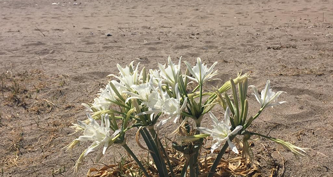 60 bin cezaya aldırış etmeyerek kum zambakları kopardılar
