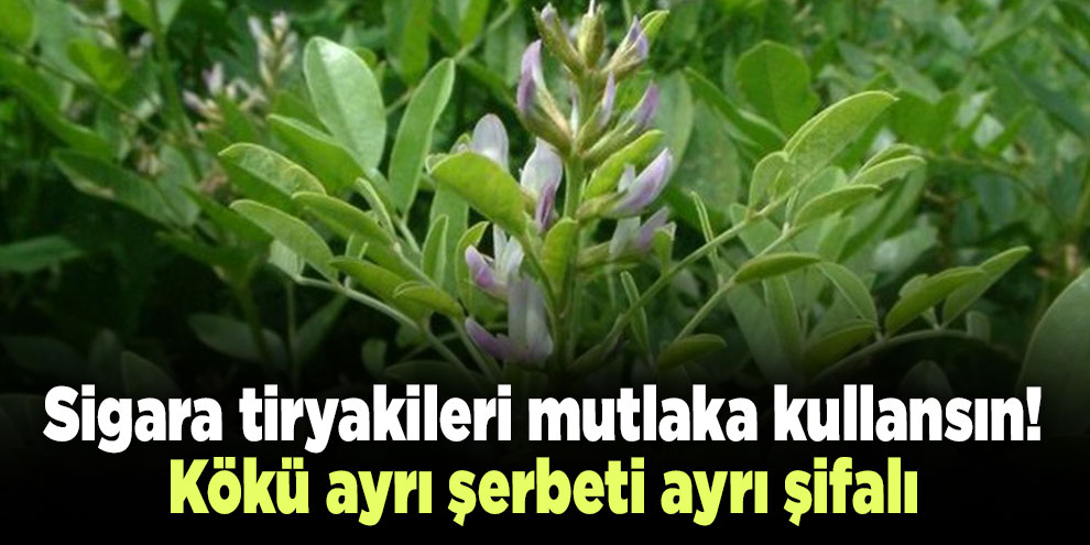 Sigara tiryakileri mutlaka kullansın! Kökü ayrı şerbeti ayrı şifalı