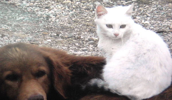 İŞTE KEDİ-KÖPEK DOSTLUĞU