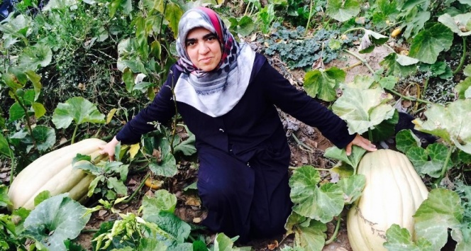 Bu bal kabağı tam 33,8 kilogram