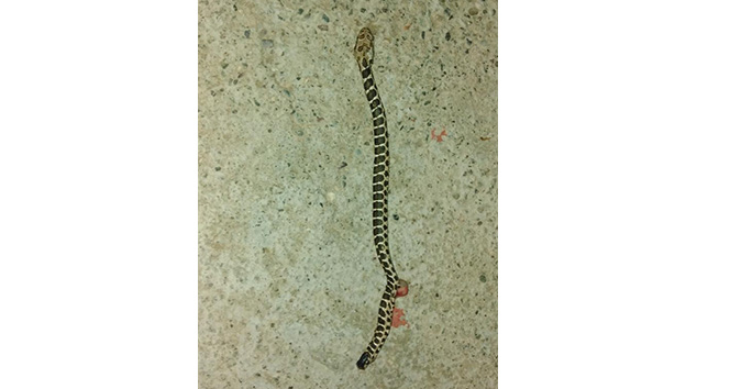 Musluktan yılan çıktı