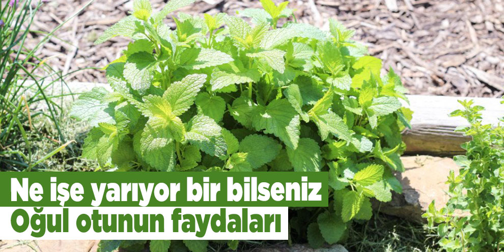 Ne işe yarıyor bir bilseniz, Oğul otunun faydaları