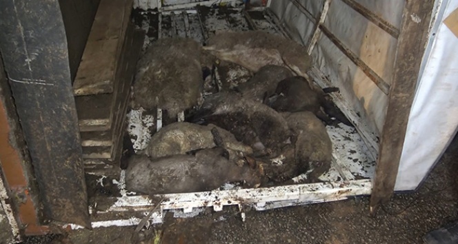 Koyunları taşıyan kamyon devrildi: 8 kuzu telef oldu