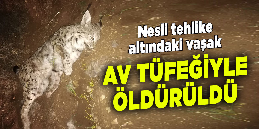 Nesli tehlike altındaki vaşak, av tüfeğiyle öldürüldü