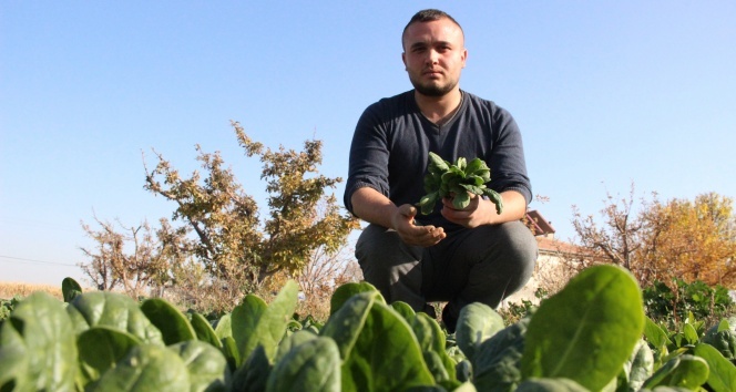 Fiyatı 5 liradan 1 liraya düşen ıspanağı alan yok