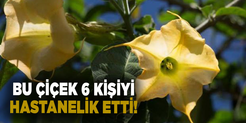 Boru çiçeği 6 kişiyi hastanelik etti