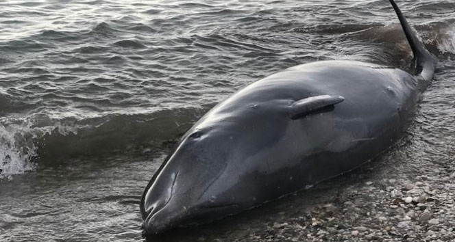 Sahile vuran dev Gagalı Balina'nın yardımına Sahil Güvenlik ekipleri koştu