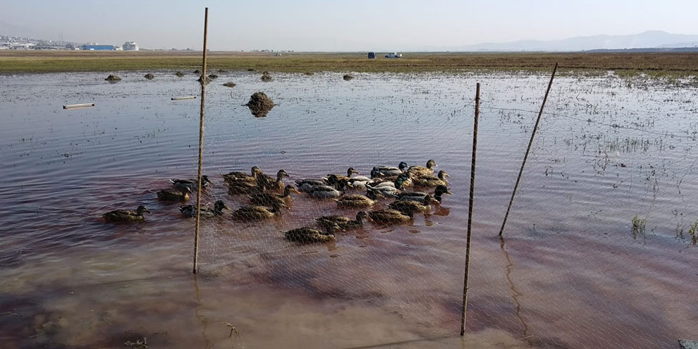 Kaçak yabani ördek avcısı yakalandı