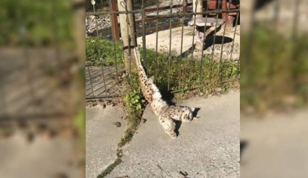 Ayağından asılmış halde bulundu... Harekete geçildi!