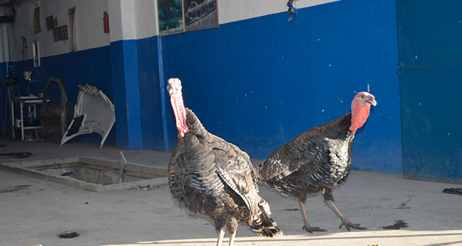 Kesmeye kıyamadığı hindileri için sanayide çiftlik kurdu