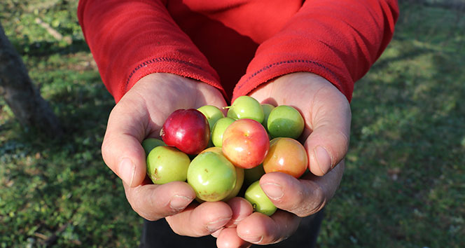 Sıcağa aldanan ağaçlar Kasım ayında erik verdi