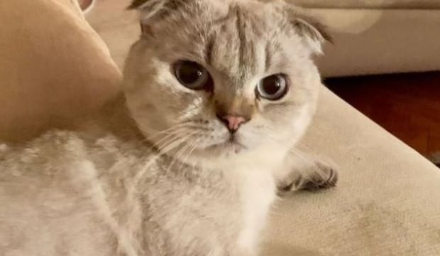 Devlet zırhı geliyor! Artık müdahale edilemeyecek