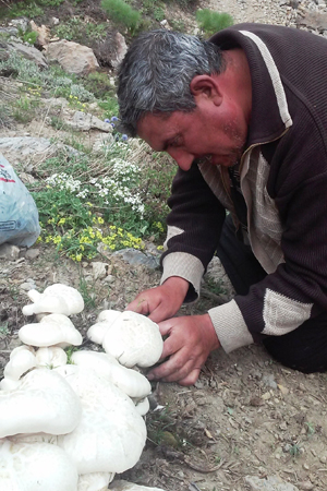 BU MANTARIN FİYATINA ŞAŞIRACAKSINIZ