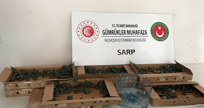 Pizza kutularında 3 bin 400 su kaplumbağası ele geçirildi