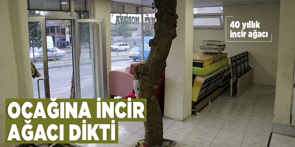 Ocağına incir ağacı dikti