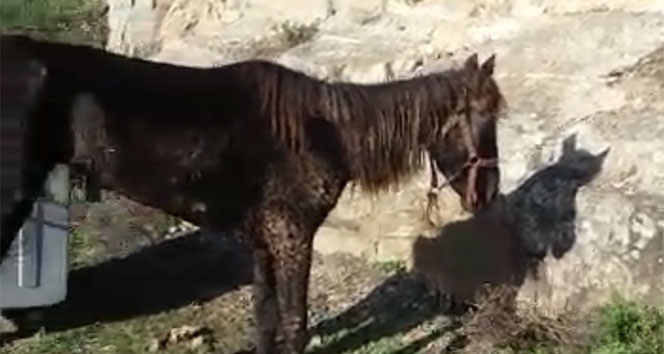 Büyükada'da RUAM'lı at paniği