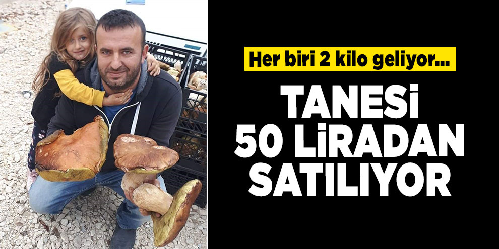 Her biri 2 kilo geliyor... Mantarın tanesi 50 liradan satılıyor