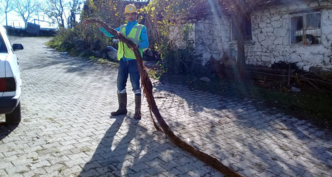 Su borusunun içinden çıktı! Tam 6 metre...