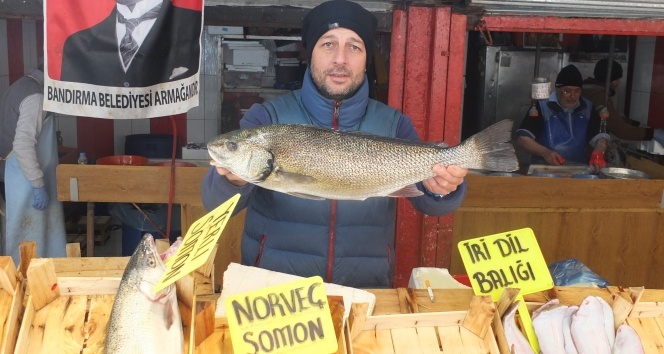 Son iki yılda palamut yüzde 90 azaldı
