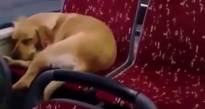 İstanbul'da otobüs şoföründen insanlık örneği