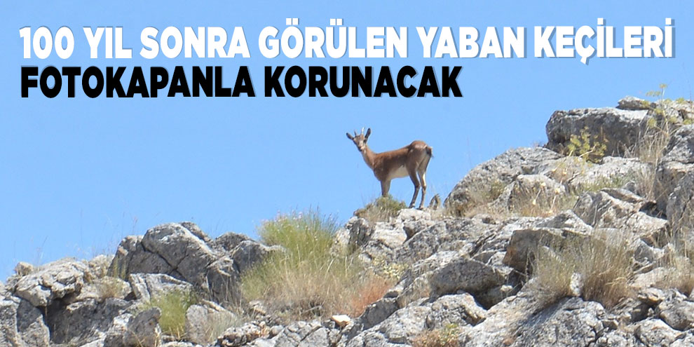 100 yıl sonra görülen yaban keçileri, fotokapanla korunacak