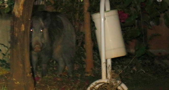 Adana'da aç kalan yaban domuzu şehre indi