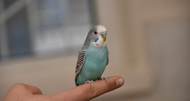 Evini kaybeden muhabbet kuşu sahibini bekliyor