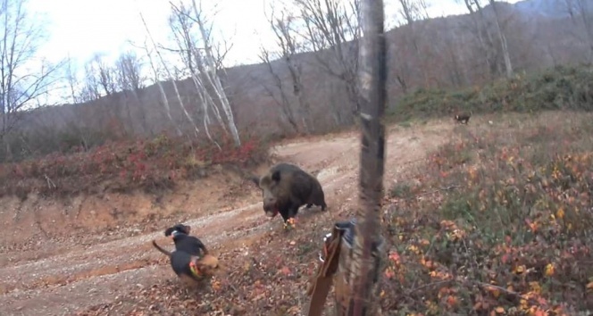 Avlamak istediği yaban domuzunun saldırısına uğrayan avcı ölümden döndü