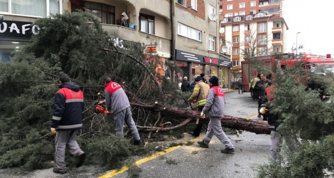 İstanbul'da şiddetli fırtına ağaç devirdi