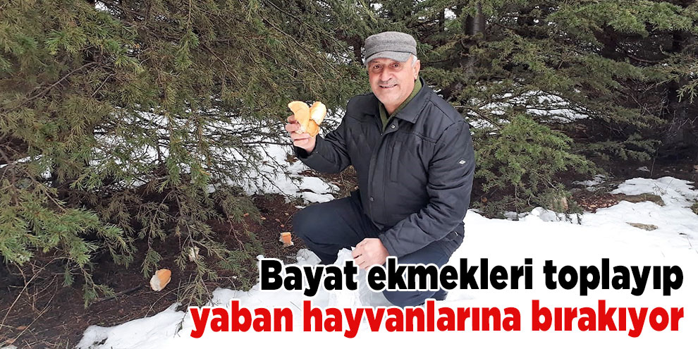 Bayat ekmekleri toplayıp yaban hayvanlarına bırakıyor