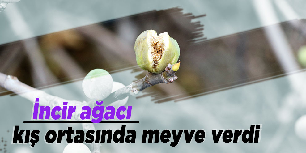 İncir ağacı kış ortasında meyve verdi