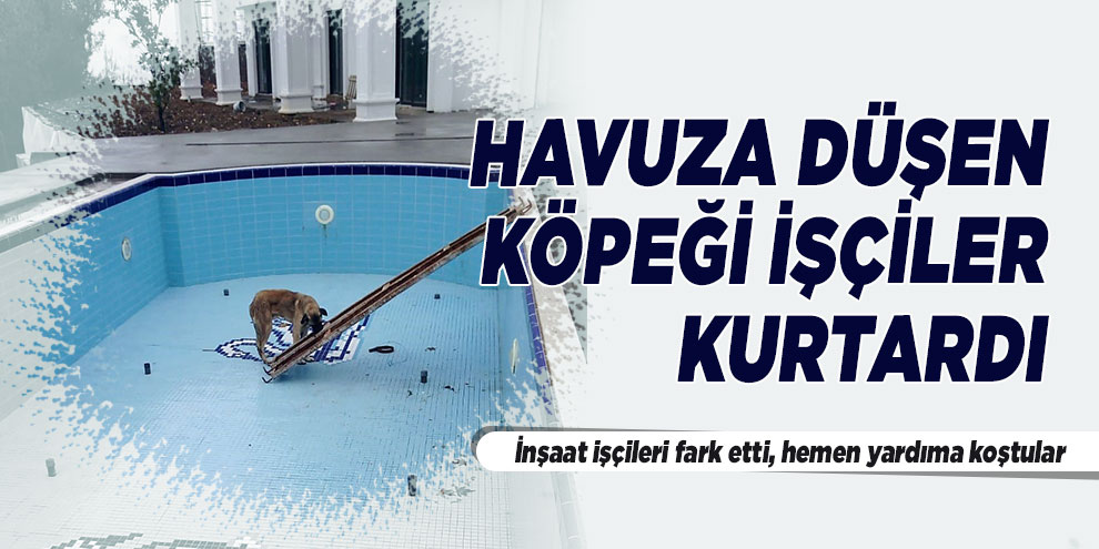 Havuza düşen köpeği işçiler kurtardı