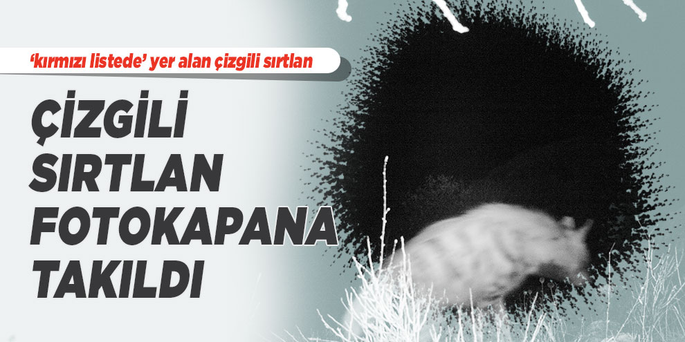 Çizgili sırtlan fotokapana takıldı