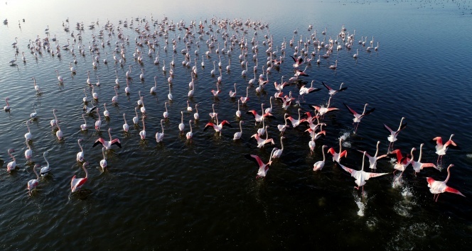 Kış mevsimi ılıman geçince flamingolar göç etmedi