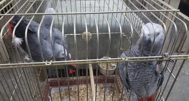 İstanbul'da papağan operasyonu