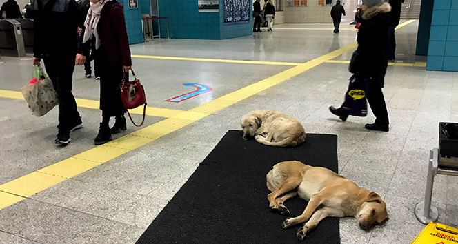 Köpekler ısınmak için Marmaray'a sığındı
