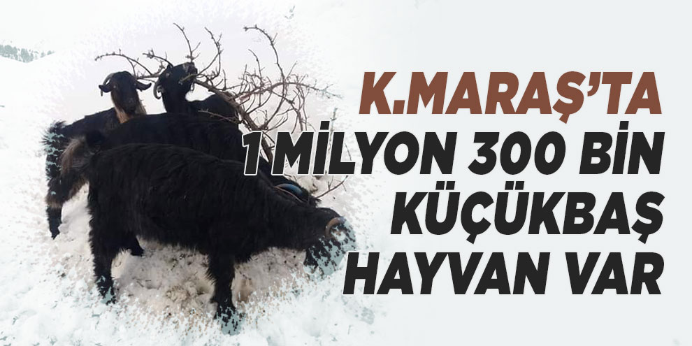 Kahramanmaraş’ta 1 milyon 300 bin küçükbaş hayvan var