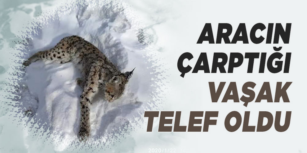 Aracın çarptığı vaşak telef oldu