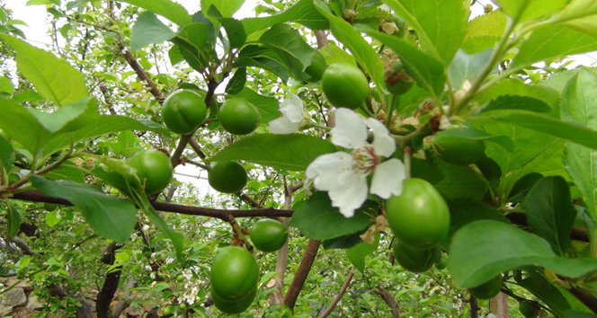 Tanesi 10, kilosu 500 lira