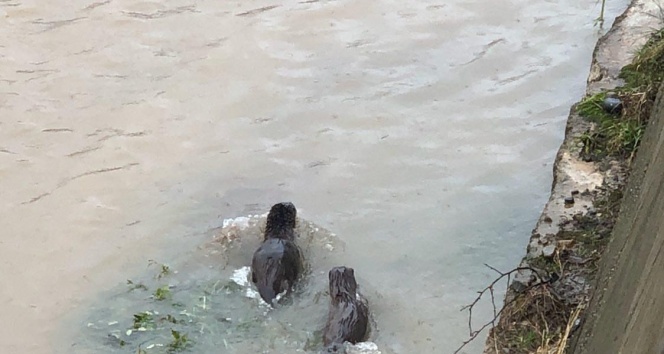 Nesli tükenme tehlikesi altında bulunan ‘Su samuru' Giresun'da görüntülendi