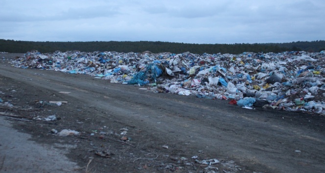 Banaz'da çöplükte 21 köpek ölü bulundu