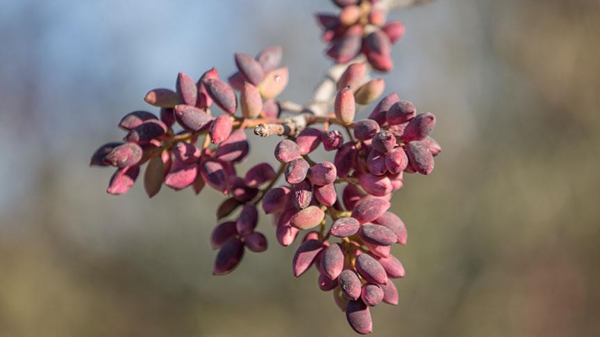 Pazarcık’ta fıstık üreticilerine eğitim toplantısı