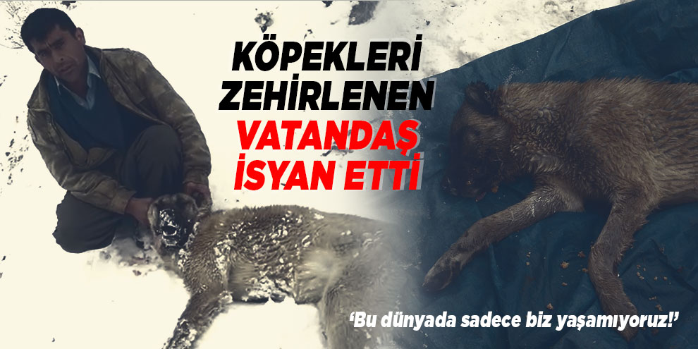 Kahramanmaraş’ta köpekleri zehirlenen vatandaş isyan etti