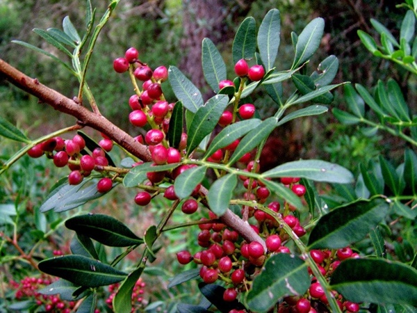 Şifalı bitkilerden Saparna, Saparna nedir?