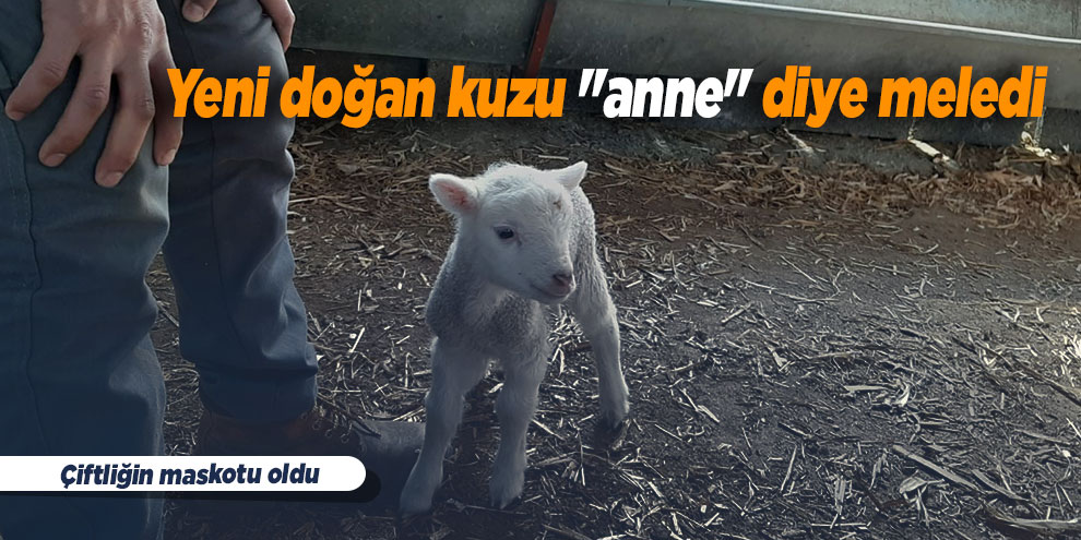 Yeni doğan kuzu "anne" diye meledi