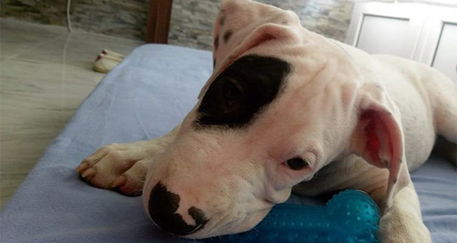 Köpeğini bulana 5 bin lira ödül verecek