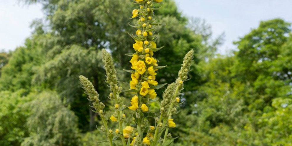 Şifalı bitkilerden Sığır Kuyruğu, Sığır Kuyruğu nedir?