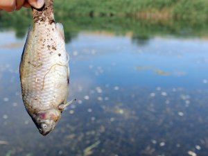 TOPLU BALIK ÖLÜMLERİ KORKUTUYOR