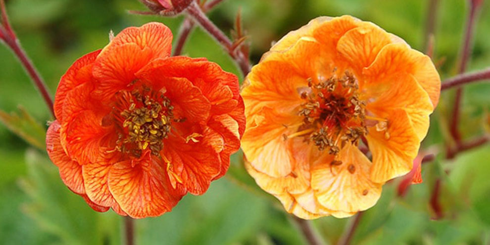 Şifalı bitkilerden Su Karanfili, Su Karanfili nedir?