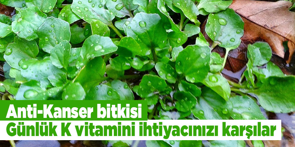 Şifalı bitkilerden Su Teresi, Su Teresi nedir?